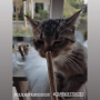 Adiwo kattenkauwspeeltjes, 4-pack natuurlijke kattenkruidsticks Matatabi kattenspeelgoed, kattentandenreiniging kauwen kattenkruidspeelgoed Kitten-tandjessticks voor binnen, kittens
