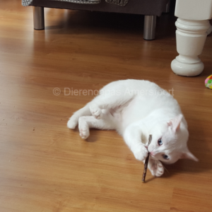 Matatabi Silvervine Catnip kattenstokjes Japan speelgoed kat goedkoop online kopen