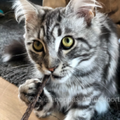 Matatabi Silvervine Catnip kattenstokjes Japan speelgoed katten goedkoop online kopen