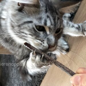 Matatabi Silvervine Catnip kattenstokjes Japan speelgoed katten goedkoop online kopen