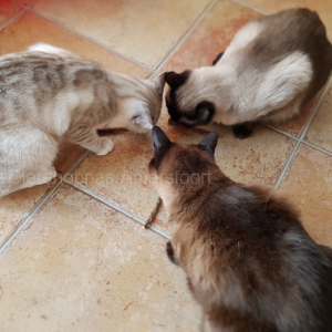 Speelgoed kat dierenarts oud en nieuw stress andere kat in huis plassen feromonen