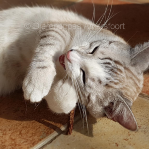 Speelgoed kat dierenarts oud en nieuw stress andere kat in huis plassen feromonen