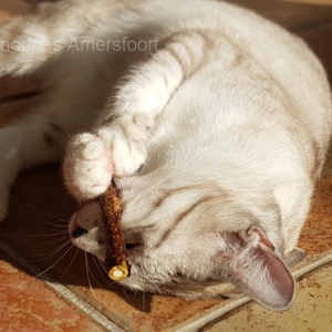 Speelgoed kat dierenarts oud en nieuw stress andere kat in huis plassen feromonen