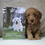 Gratis boekjes je hond liefdevol opvoeden in puppypakket bij fokkers labradoodle