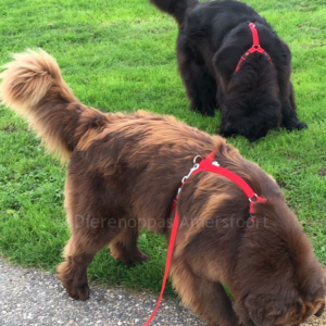 Beste anti-trektuig grote sterke hond hondentuig harnas tuigje voor hond Y-tuig New Foundlander Berner Sennen Landseer