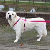 Beste tuigje voor hond Y-tuig Y-vorm tuig harnas hondenharnas speurtuig roze hondentuigjes puppy golden retriever