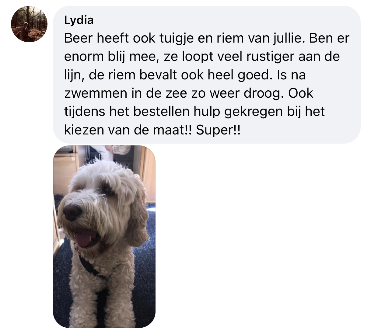 Blij met tuig hond loopt rustiger