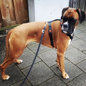 Hondentuig hondenharnas tegen trekken speurtuig tuigje voor hond Y-tuig Y model Ytuig Y vorm Boxer boxerhond anti-trektuig