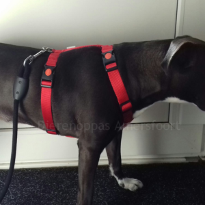 Hondentuig speurtuig tuigje voor hond Y-tuig Stafford Pitbull Bulldog