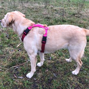 Labrador 21kg hondentuig tuigje y-tuig maat M roze