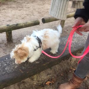 Lange 3 meter 3m biothane hondenriem riem leiband lijn hond uitlaten speurlijn speuren goedkoop online bestellen neonroze