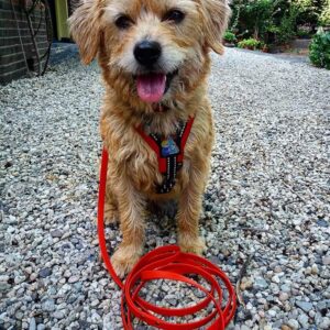 Lange 3 meter 3m biothane hondenriem riem leiband lijn hond uitlaten speurlijn speuren goedkoop online bestellen rood