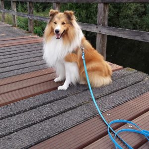 Lange 3 meter 3m biothane hondenriem riem leiband lijn hond uitlaten speurlijn speuren kopen licht blauw
