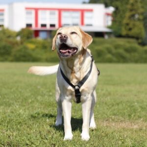 Y-harnas speurtuig tuigje voor hond Y-tuig Y-vorm tuig hondenharnas Y-model anti-trektuig labrador puppytuig