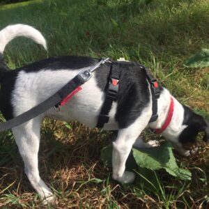 Y-tuig Hondentuig speurtuig tuigje voor hond vergelijken ytuig hondenharnas harnas y-vorm y-model puppy jack russel boerenfox