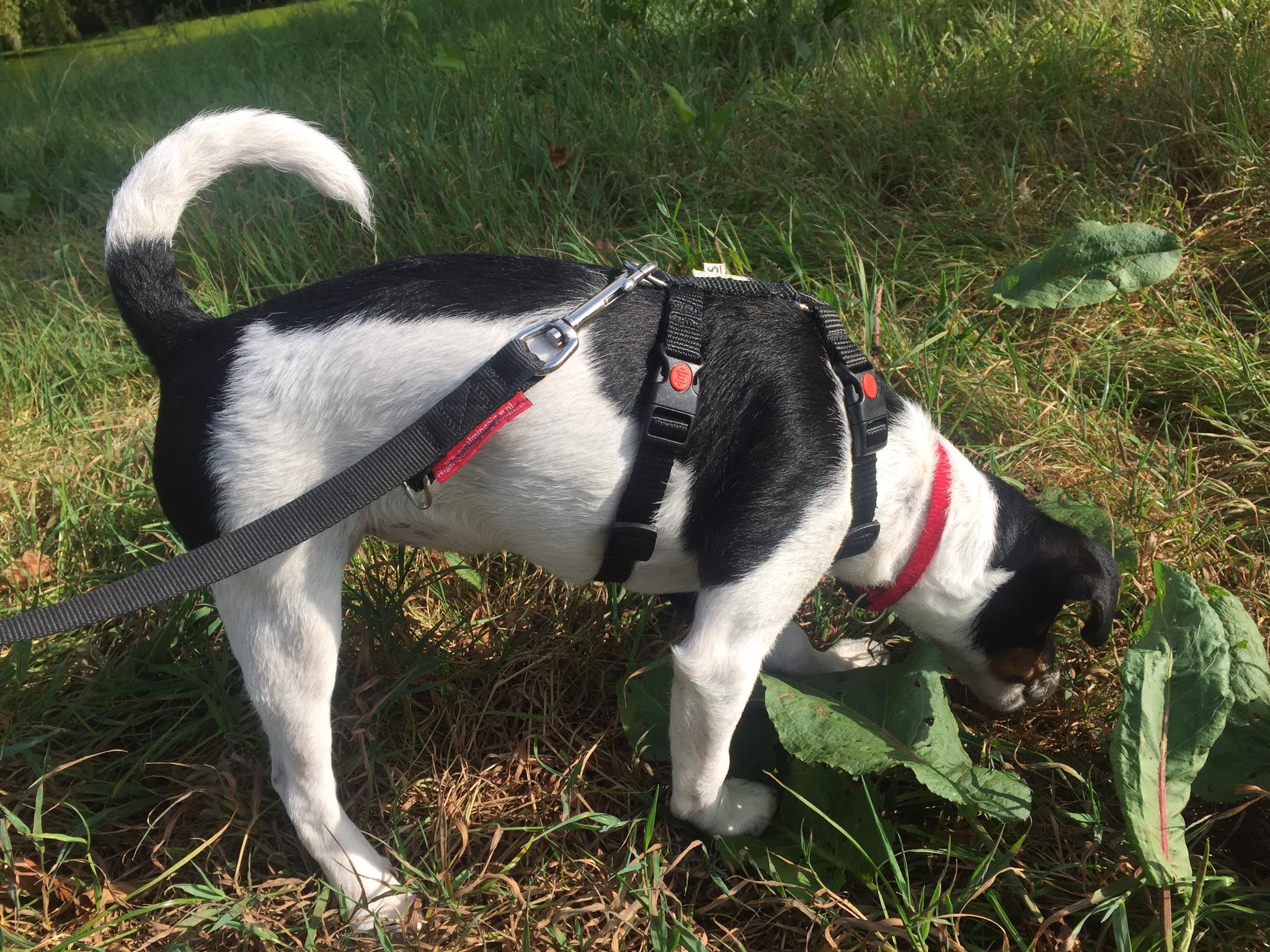 Nieuw! Verstelbaar hondentuig Y-vorm Y-tuig • Tuigje hond puppy