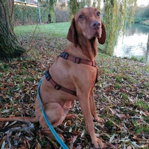 Y-tuig Y-harnas Y-vorm bruin hond Vizsla