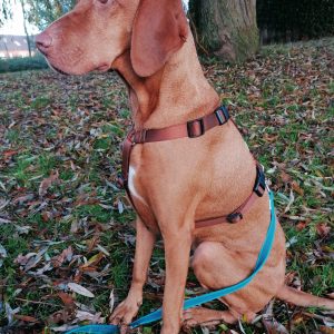 Y-tuig Y-harnas Y-vorm bruin hond Vizsla maat M