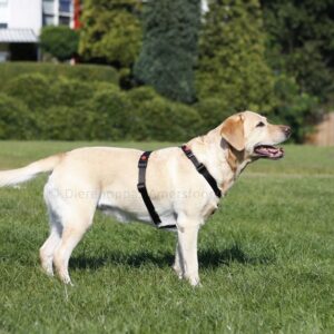 Y-tuig hond puppy hondentuig harnas speurtuig Y model tuigje Y-vorm tegen trekken anti-trektuig labrador hondenharnas