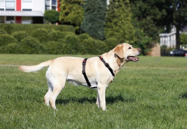 Y-tuig hond puppy hondentuig harnas speurtuig Y model tuigje Y-vorm tegen trekken anti-trektuig labrador hondenharnas