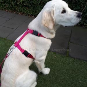 Y-tuig hondentuig y-vorm puppy golden retriever anti-trektuig antitrektuig harnas hondenharnas borsttuig kleur roze riem