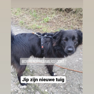 Y tuigje hond