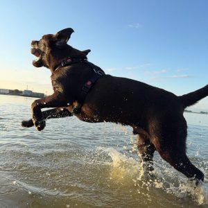 y tuigje puppy