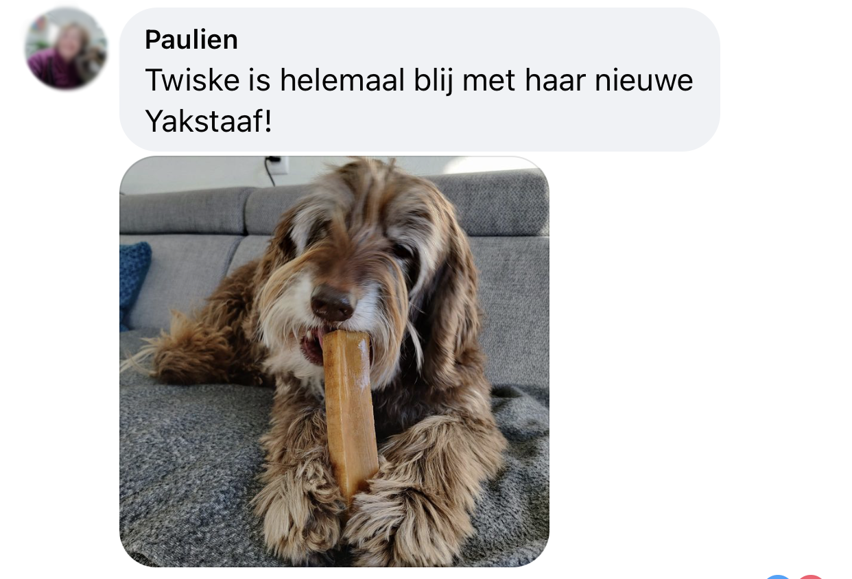 Yakbot yak kaas yakstaaf hond ervaring Labradoodle