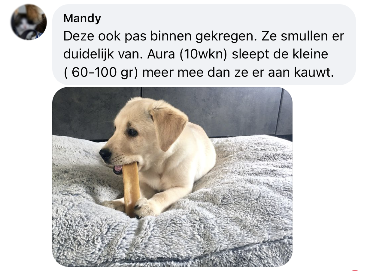 Yakbot yak kaas yakstaaf hond ervaring Labrador puppy