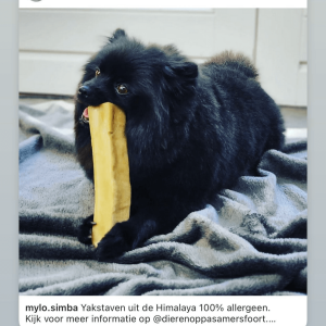 Yakka hond
