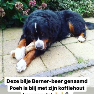 Koffiehout hond XL