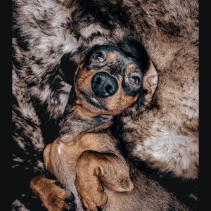 Moeflon vacht hond