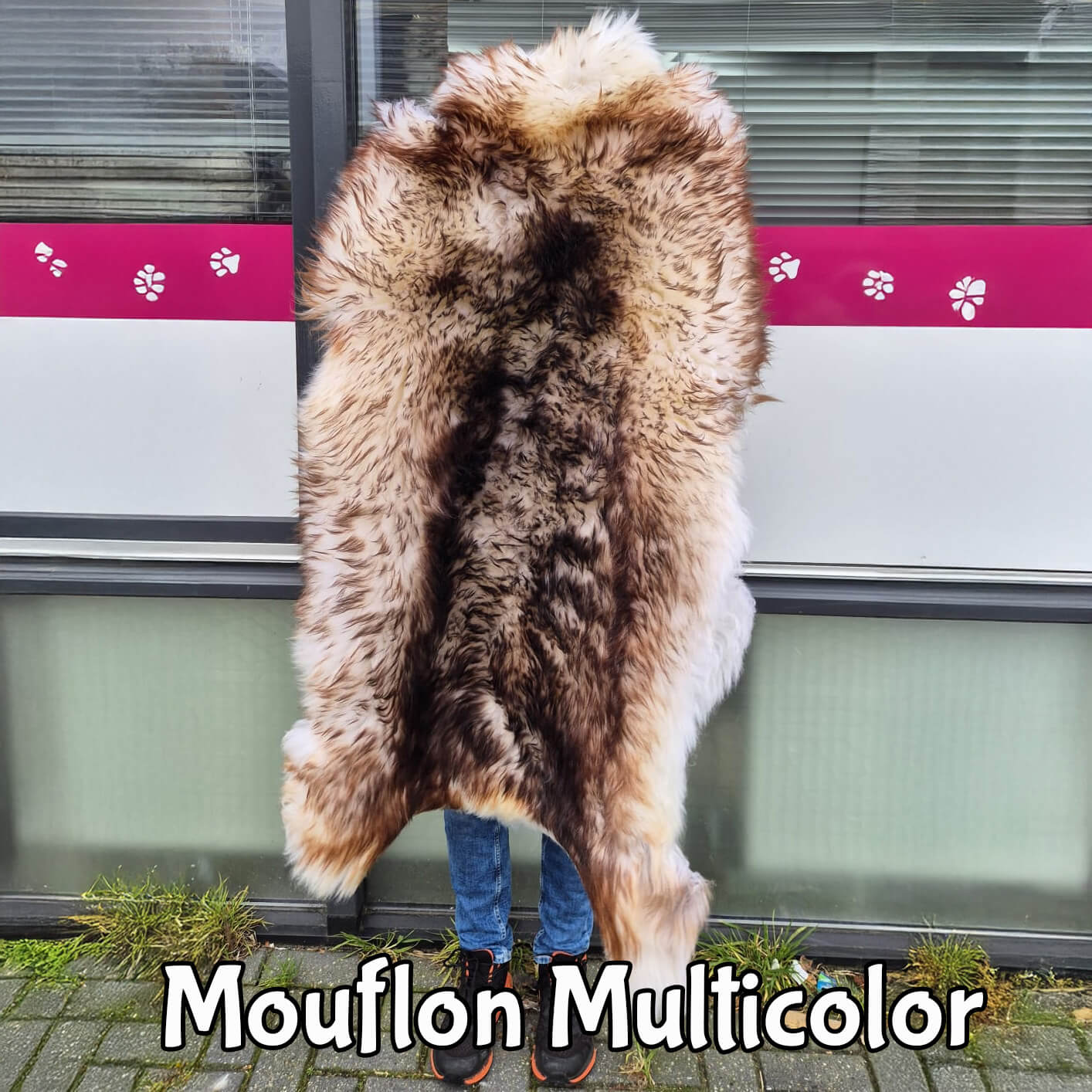 Mouflon Multicolor