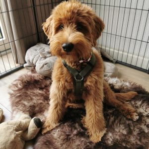 Mouflon schapenvacht voor de hond labradoodle puppy