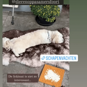 Schapenvacht hond ervaringen