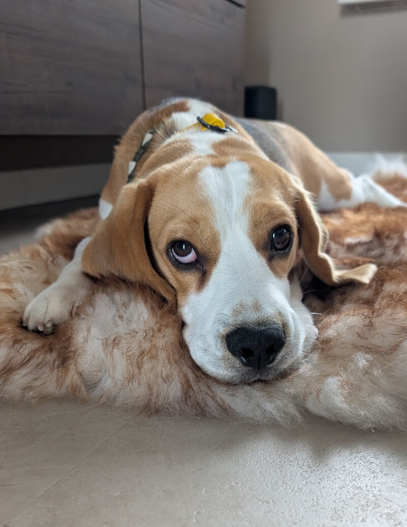 Schapenvacht hond ervaringen