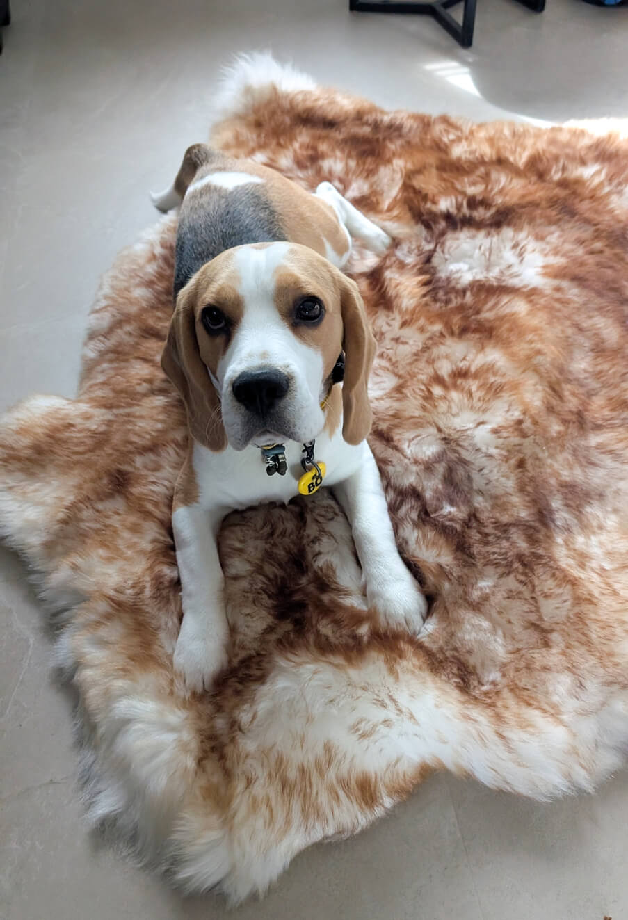 Schapenvacht voor hond