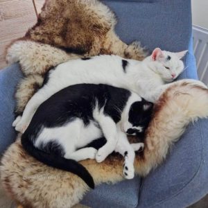 Schapenvacht voor kat katten