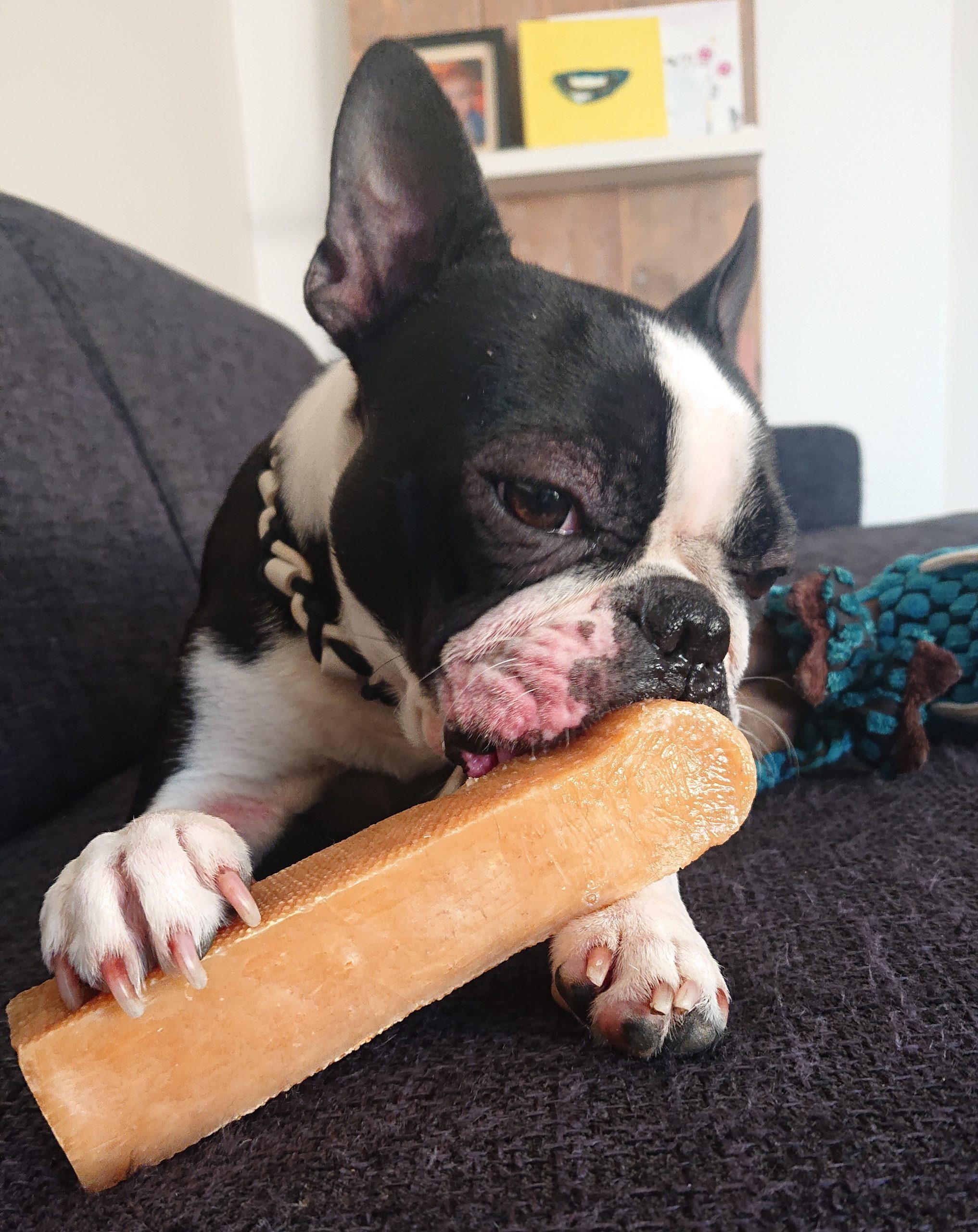 Yakka Churpi hondenkluif veilig voor Franse Bulldog Boston Terrër kaaskluif zonder stikken