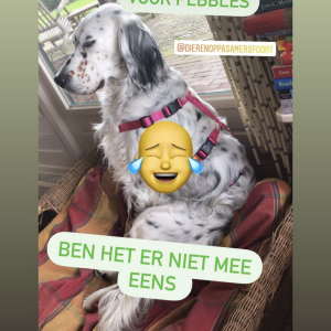 Anti ontsnappingstuig hond