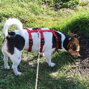 Anti-ontsnappingstuig houdini no escape proof 3 punts driepunts tuig angstige hond ontsnapt uit tuig halsband veiligheidstuig Jack russel boerenfox