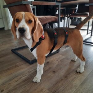 Anti-ontsnappingstuig houdini no escape proof 3 punts driepunts tuig angstige hond ontsnapt uit tuig halsband veiligheidstuig beagle