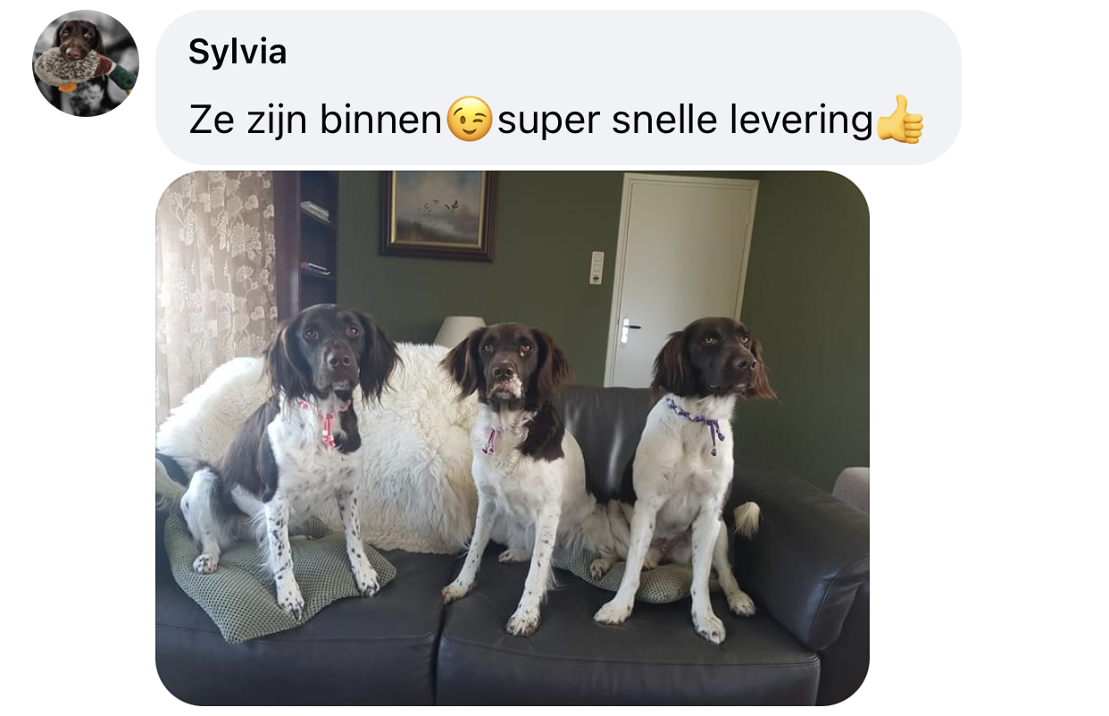 Anti-tekenband voor springer spaniels