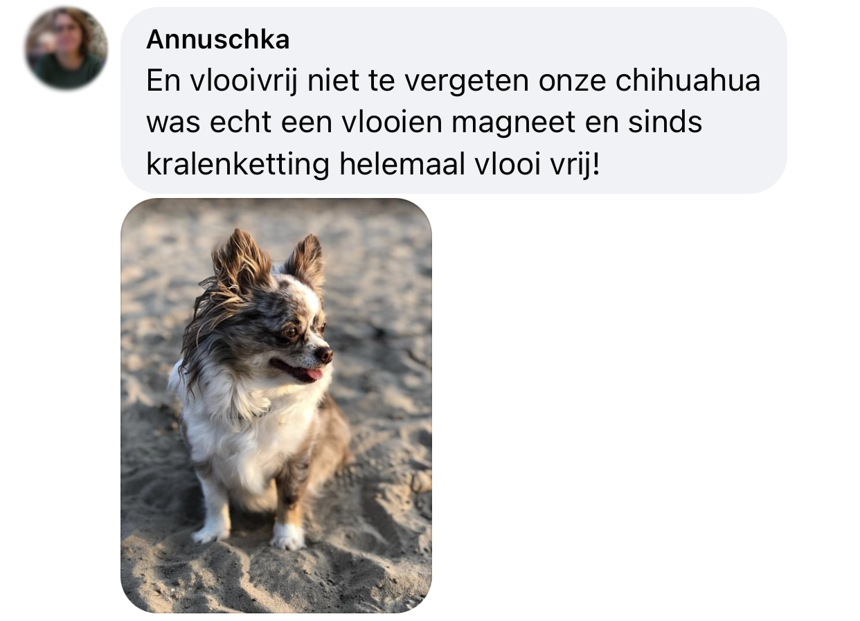 herhaling Post impressionisme Ingrijpen 100% Natuurlijke Vlooienband Hond biologisch met EM-X kralen