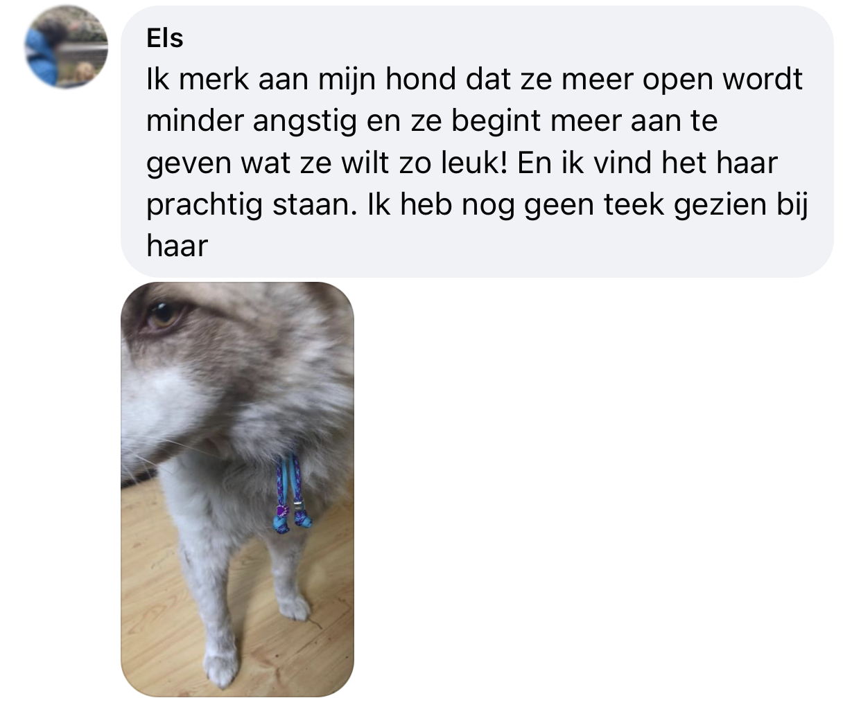 Ervaring tekenband hond minder angstig