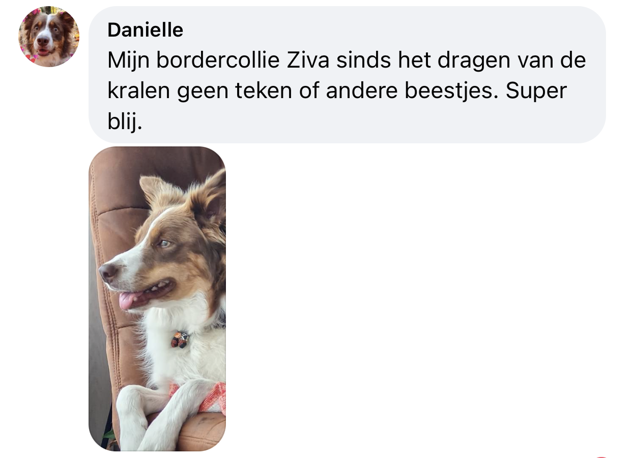 Geen last van teek of vlooien bij hond