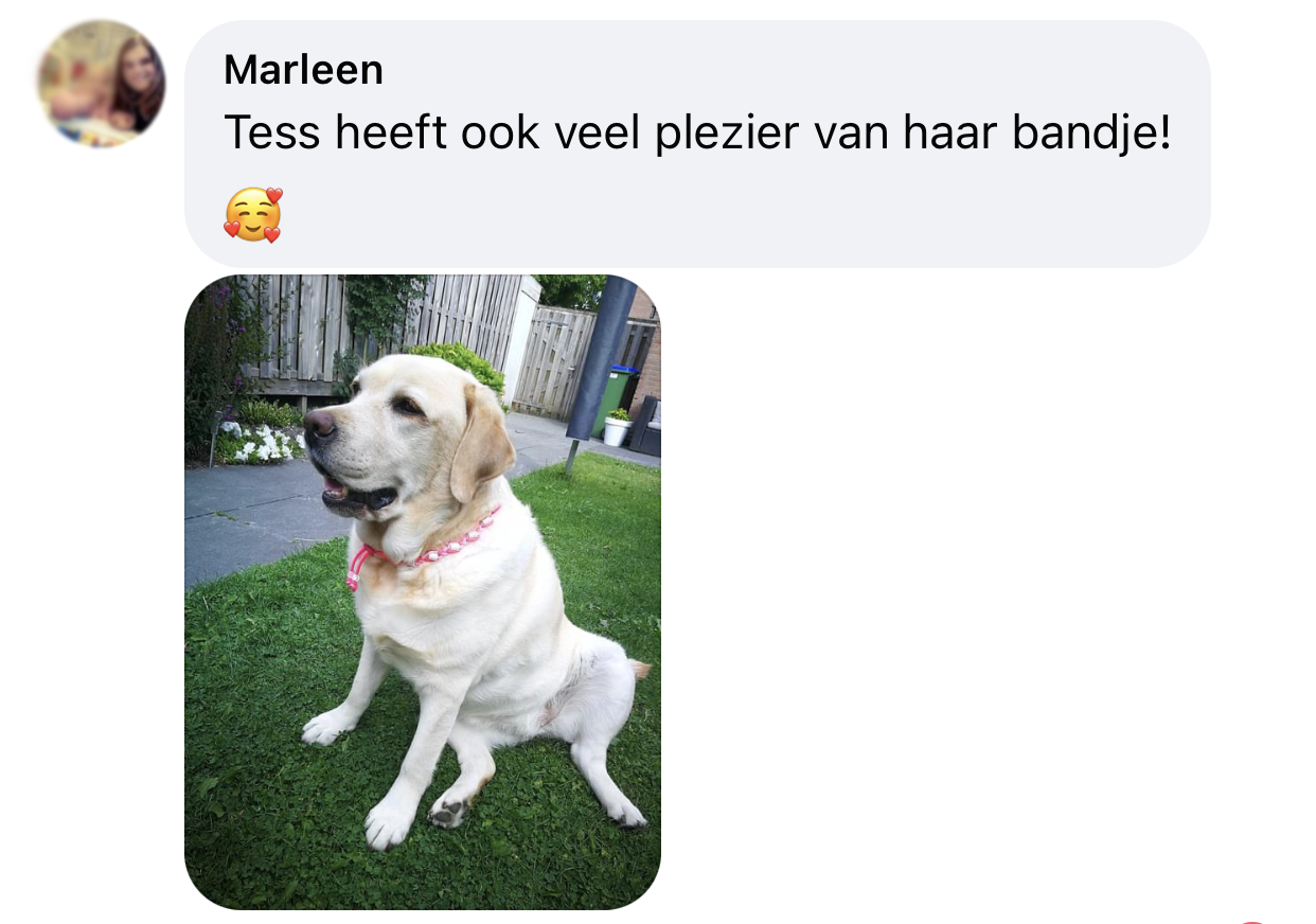 Hond heeft veel plezier van natuurlijke tekenband