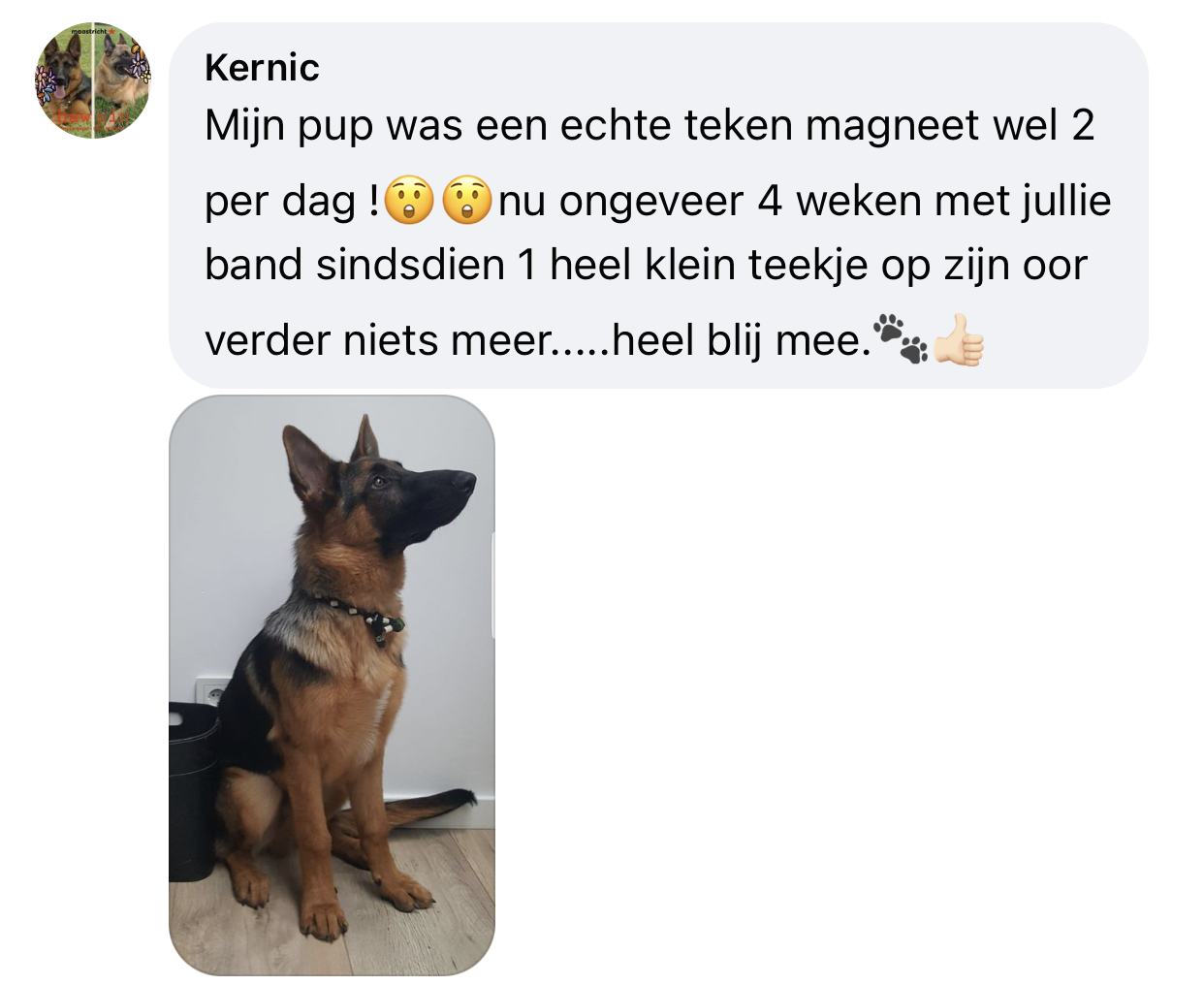 Hond is tekenmagneet ervaring natuurlijke anti-tekenband em kralen