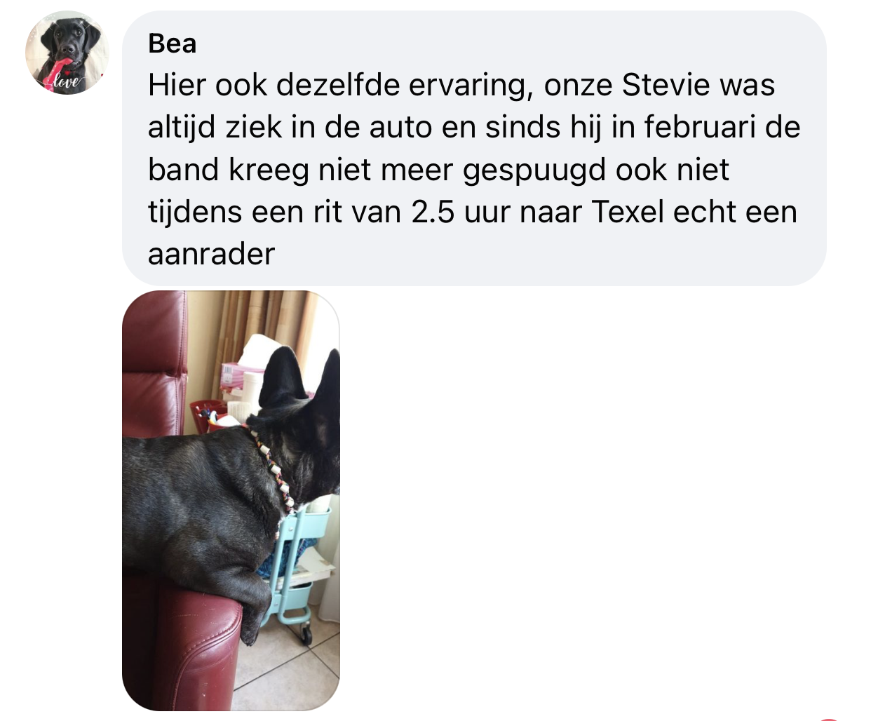 Hond niet meer spugen in auto door tekenband emx kralen