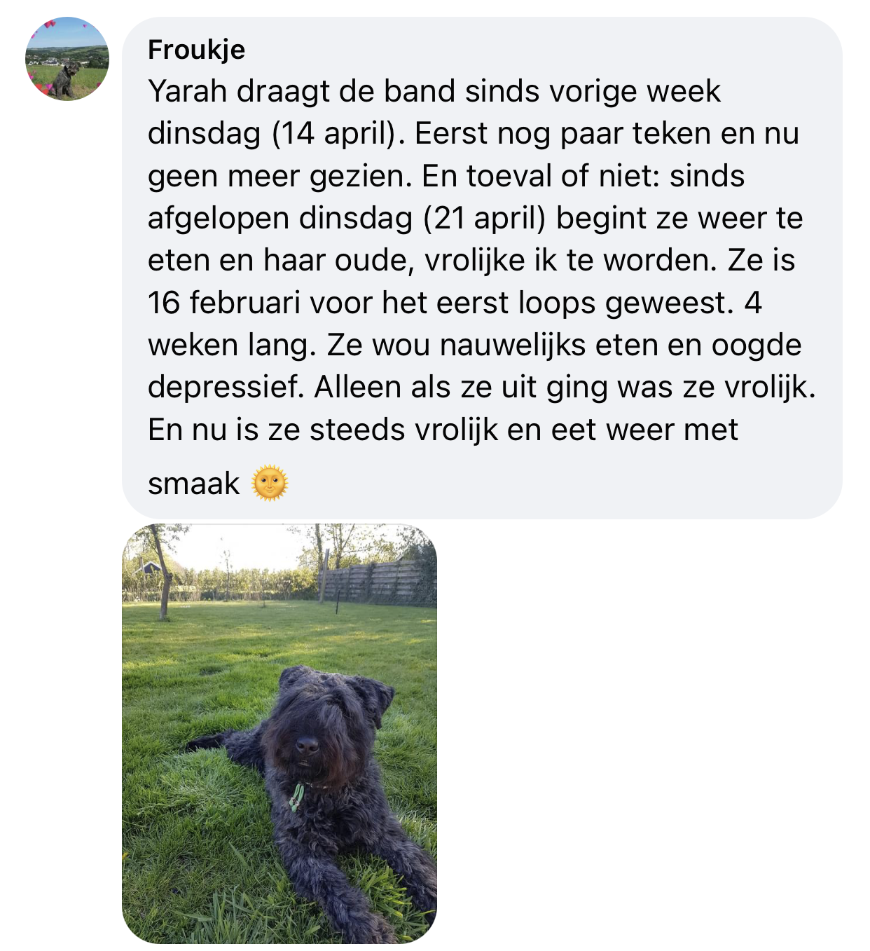 Hond zit beter in zijn vel door keramische band em keramiek